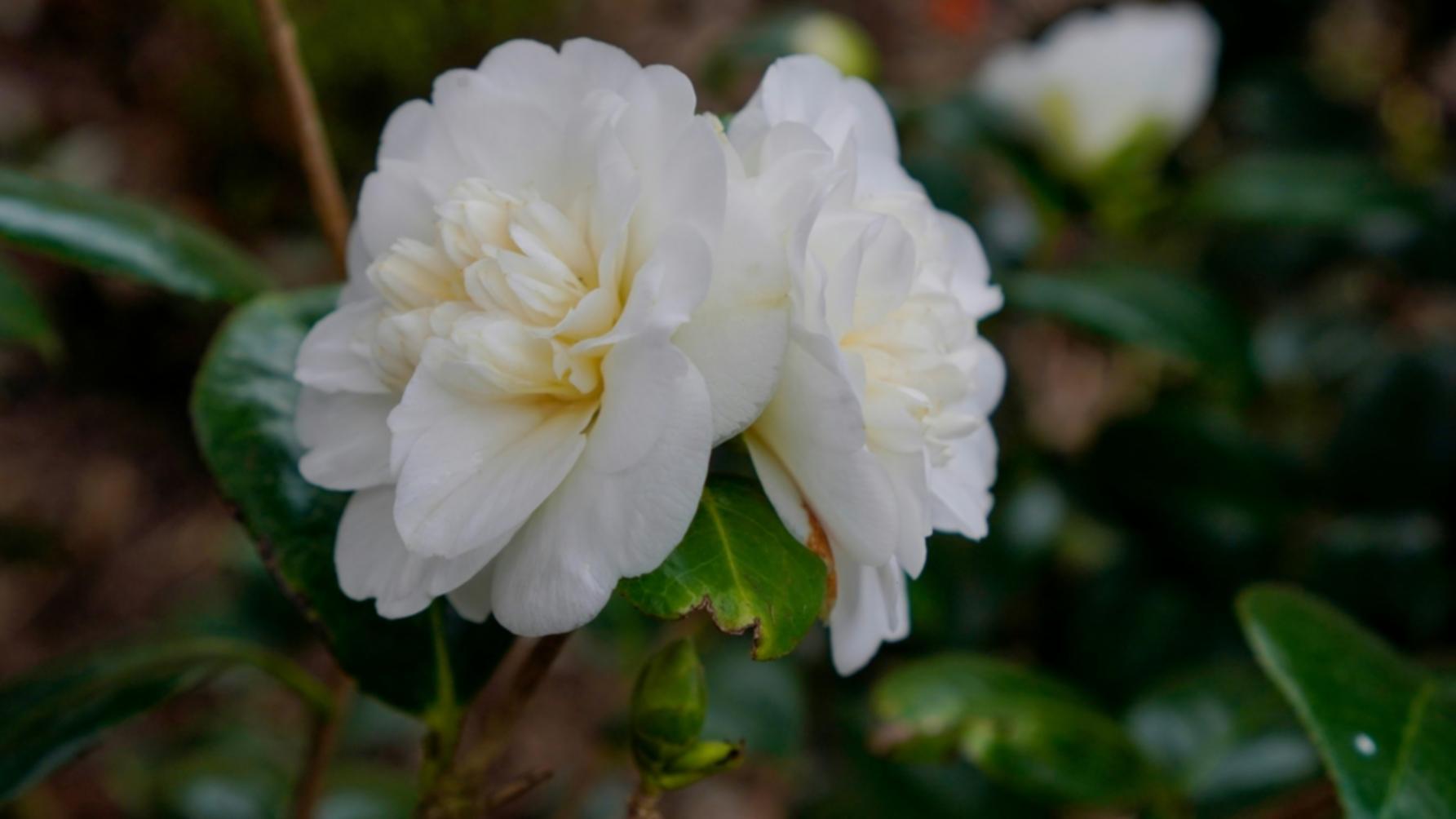 Practical floristry techniques workshop session